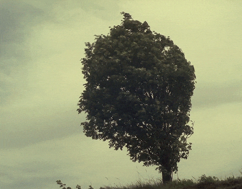 the_old_tree.gif