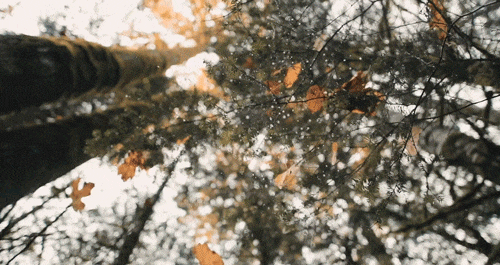 automne_2023_1.gif