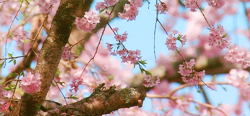 printemps_2025.gif