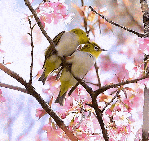 printemps_2025_1.gif